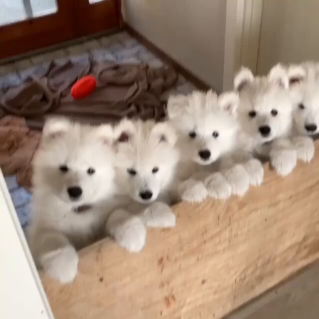 qhja4xnwefpqqqfj