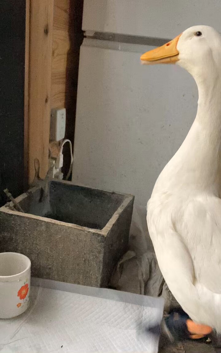 xxbhhgwfuuosi_ks