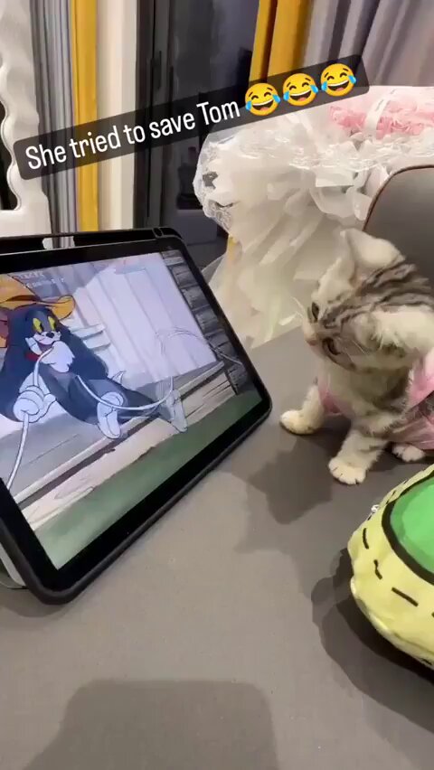 7ynshojidsdotty0