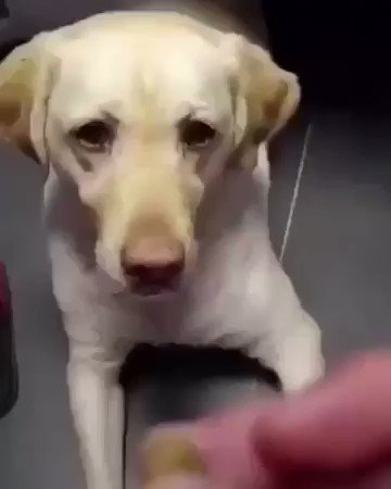 bndcsccdz9wda8mn