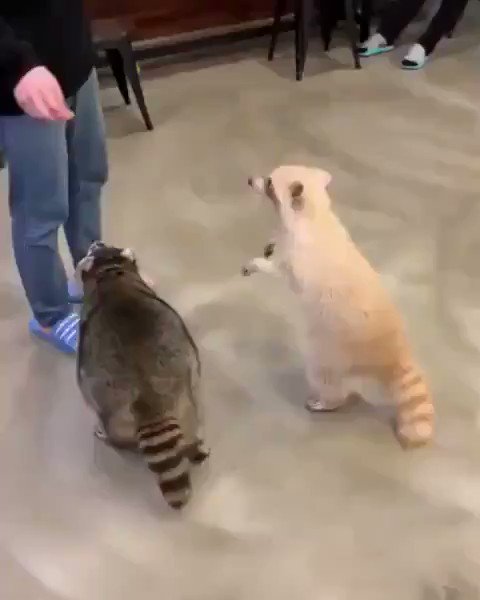 rqqo619jlbfsj0vt