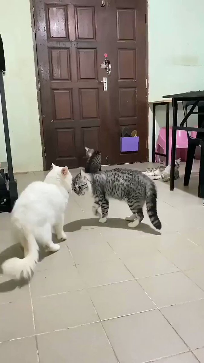 tssmgophtweyno0r