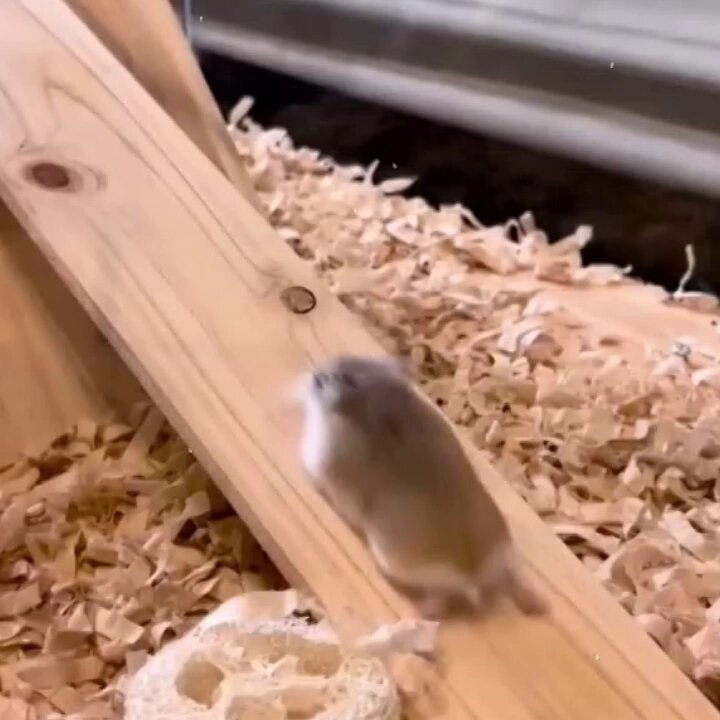 bjcwkbh9_jcacjzz