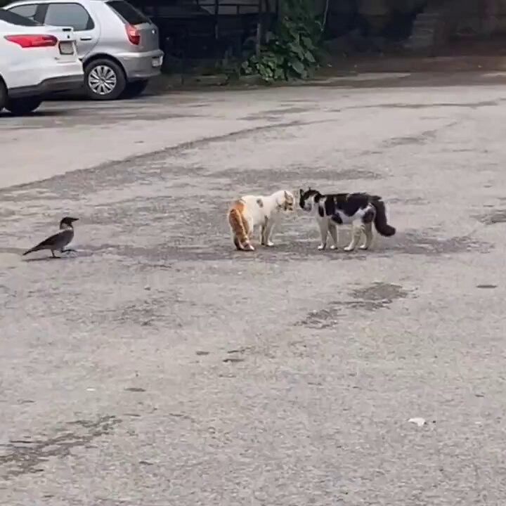 kujwvzobsfgdd91t