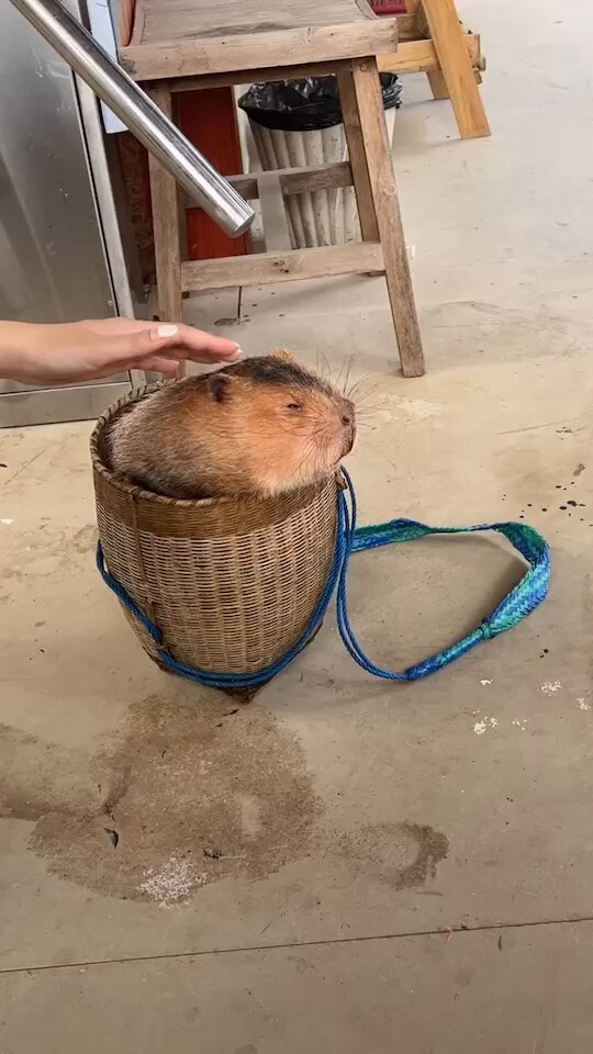 ehwoe0js2eowmimn