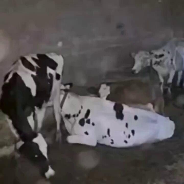 vmduxcmqsrb2insw