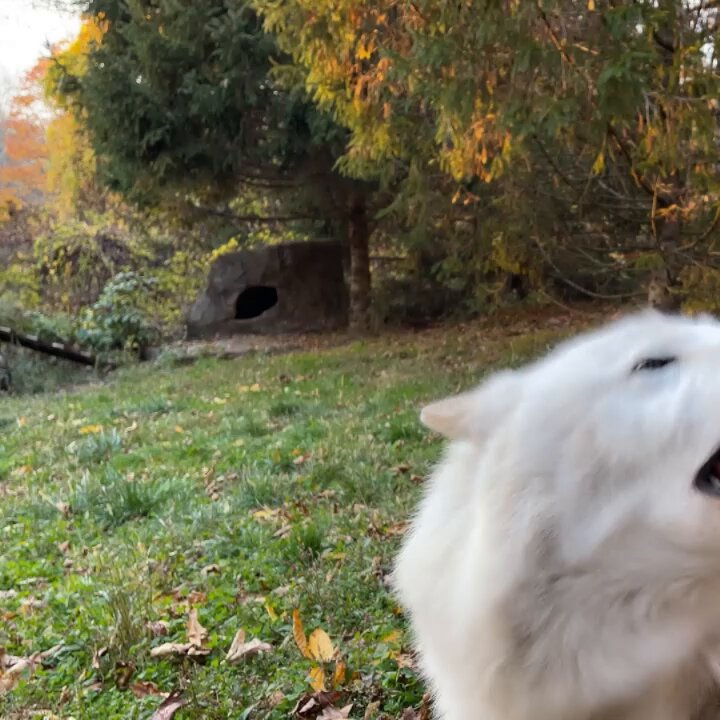 xzzuchvaradpzihq