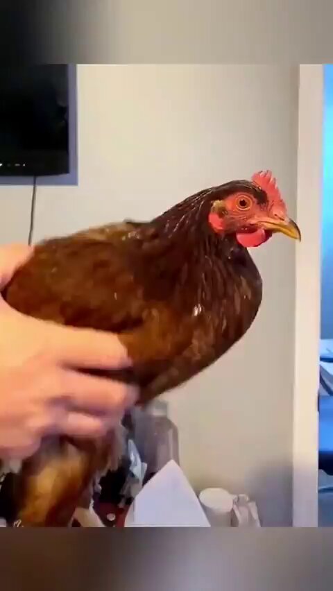 kz3gknycxabgtvrr