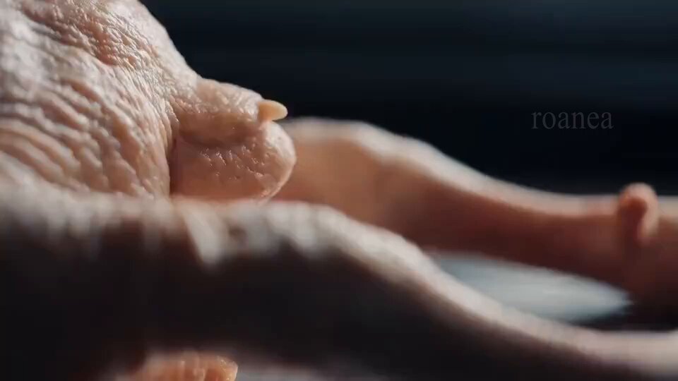sppeccbtdg40cbrd