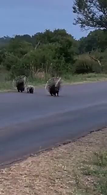 gnzazo1fjpeqcw8z