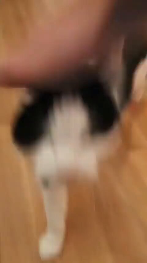 lhsf0keiog1ooibg